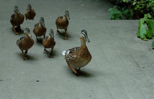 ser referente de la gente