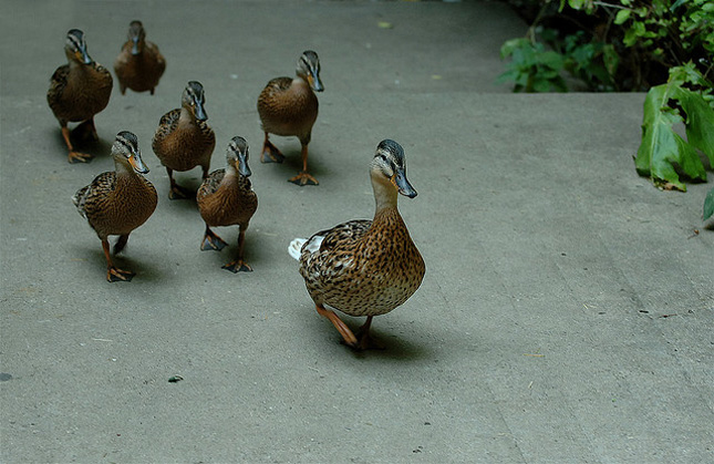 ser referente de la gente